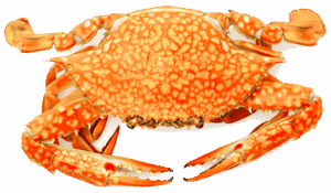 Steamed Crabs